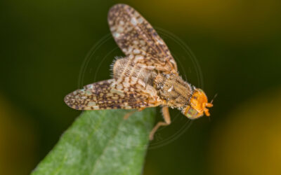 Oxyna parietina Oxyna parietina