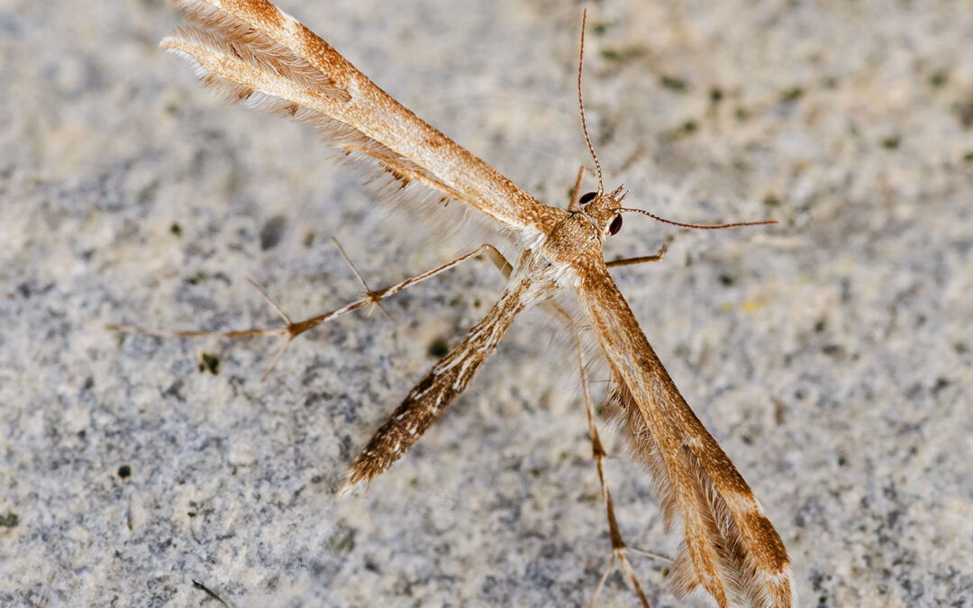 Oxyptilus distans Oxyptilus distans