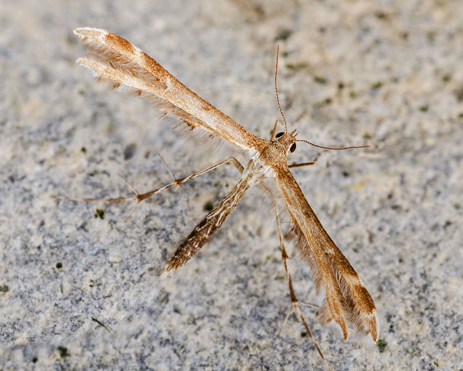 Oxyptilus distans sidder på bark overflade