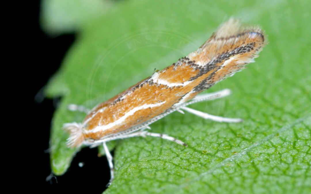 Phyllonorycter corylifoliella sidder på kanten af grønt blad
