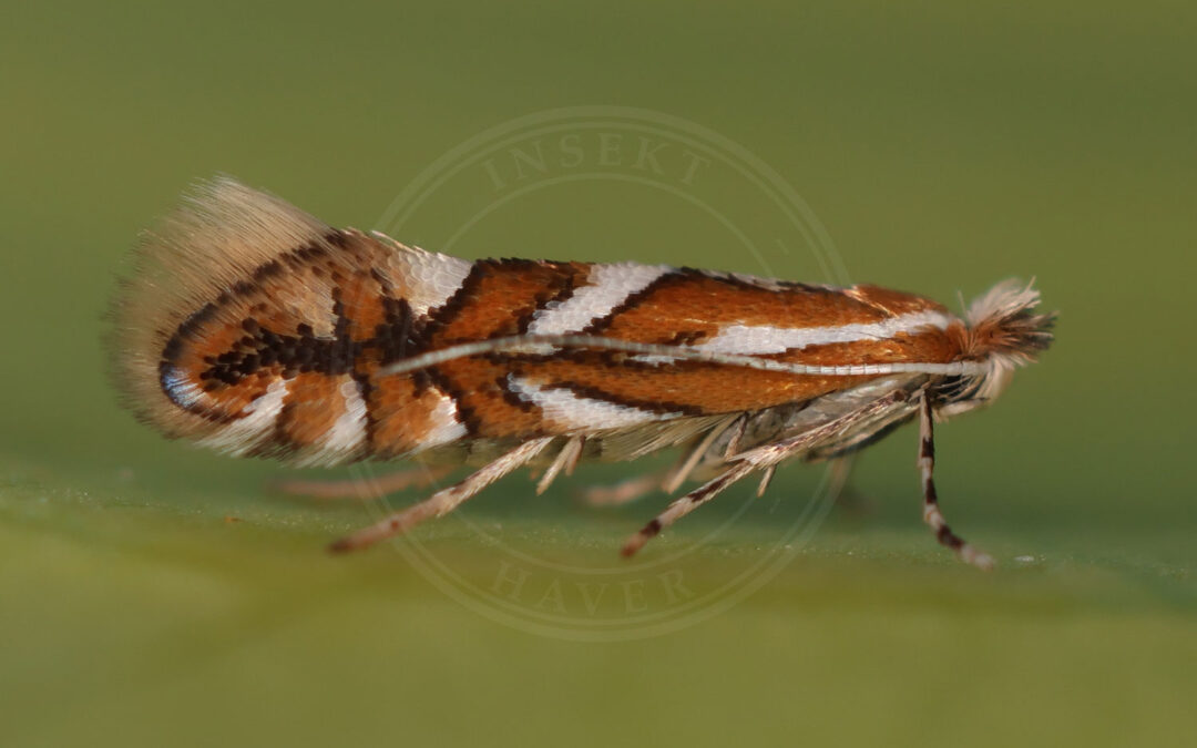 Phyllonorycter sorbi sidder på grønt blad