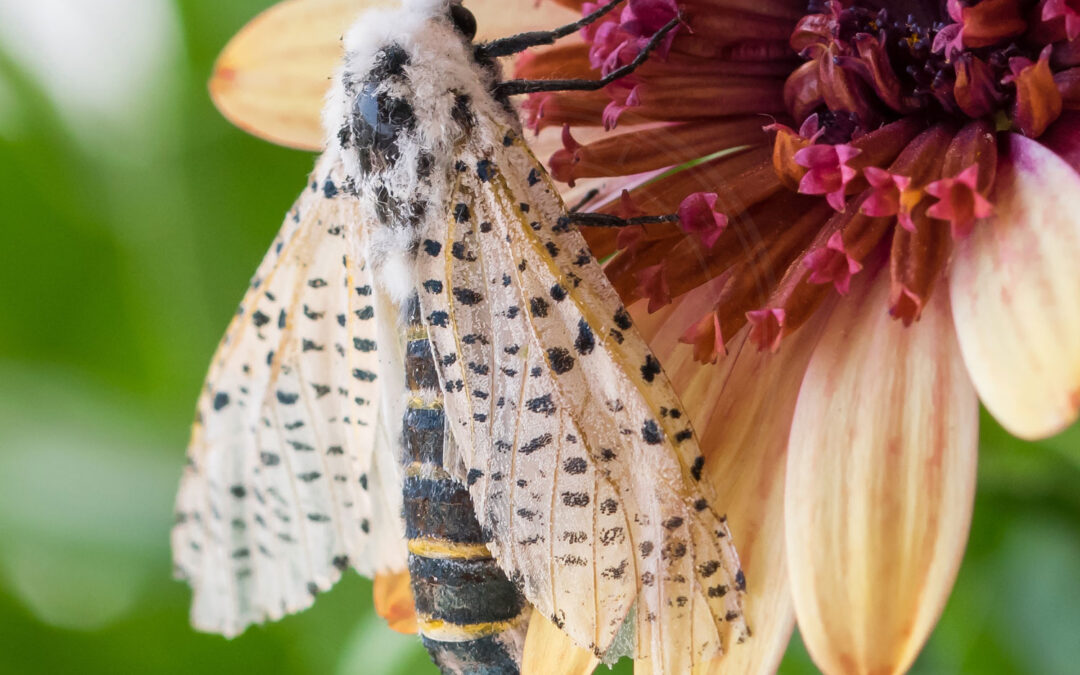 Plettet Træborer ses sidde på blomst