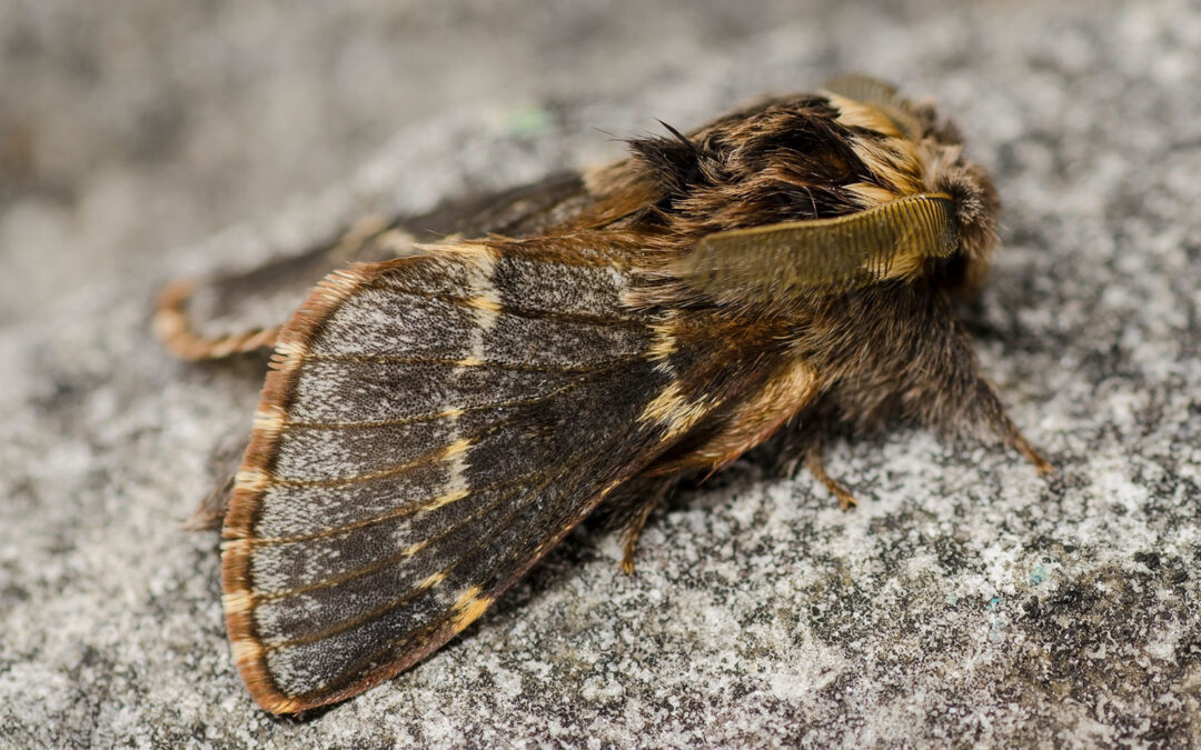 Poppelspinder Poecilocampa populi