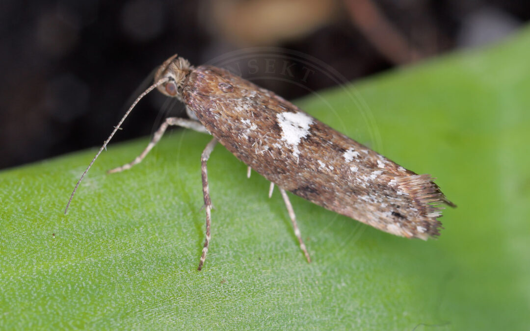 Porremøl Acrolepiopsis assectella