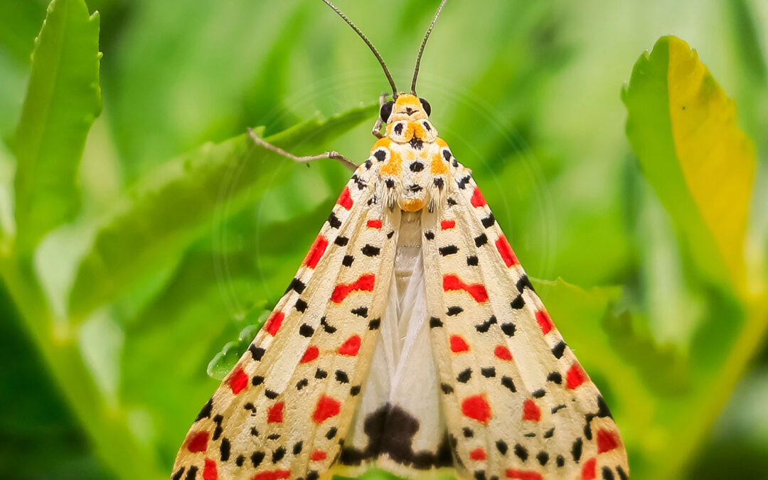 Pragtbjørn Utetheisa pulchella