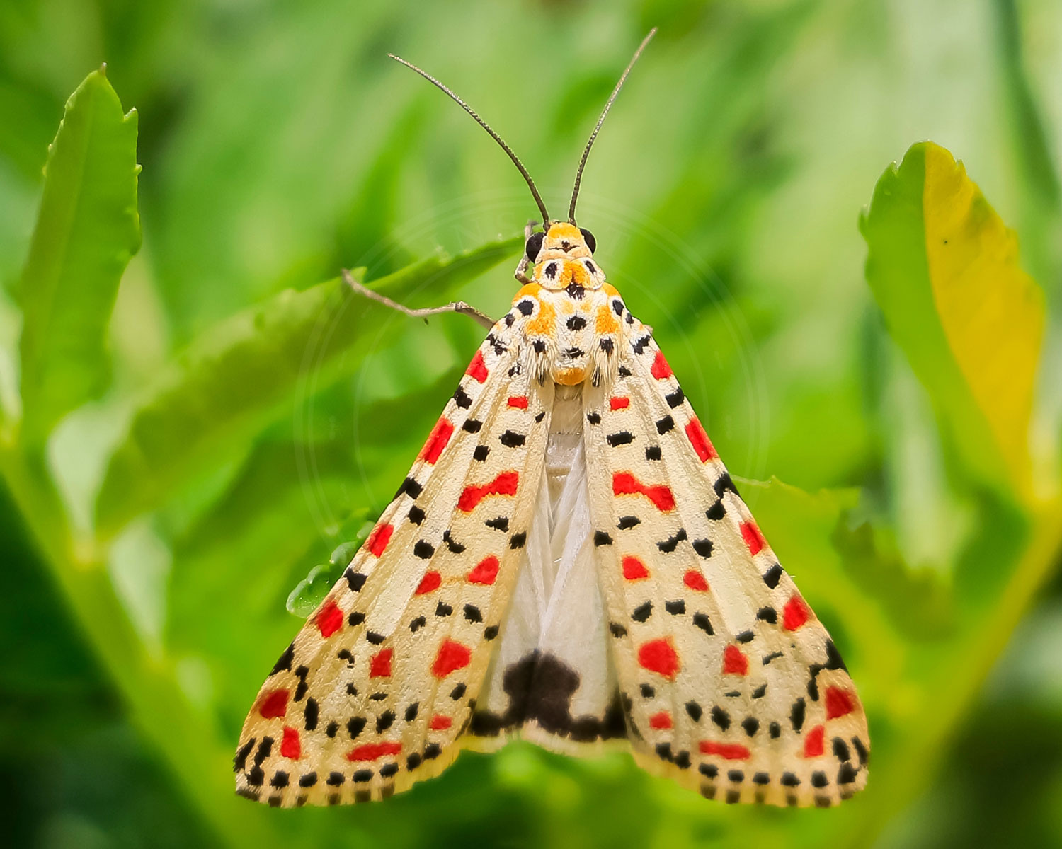 Pragtbjørn sidder så man kan se de flotte farverrige prikker