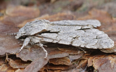 Psi-Ugle Acronicta psi