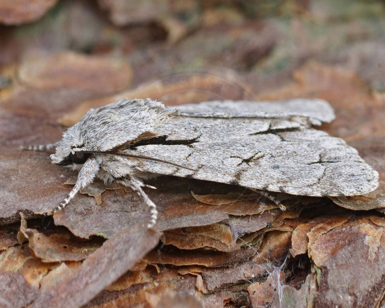 Psi-Ugle sidder på bark