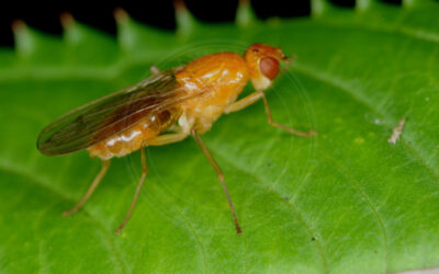 Psila fimetaria Psila fimetaria