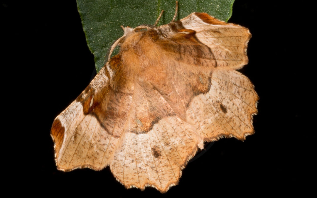 Purpurbrun Månemåler Selenia tetralunaria