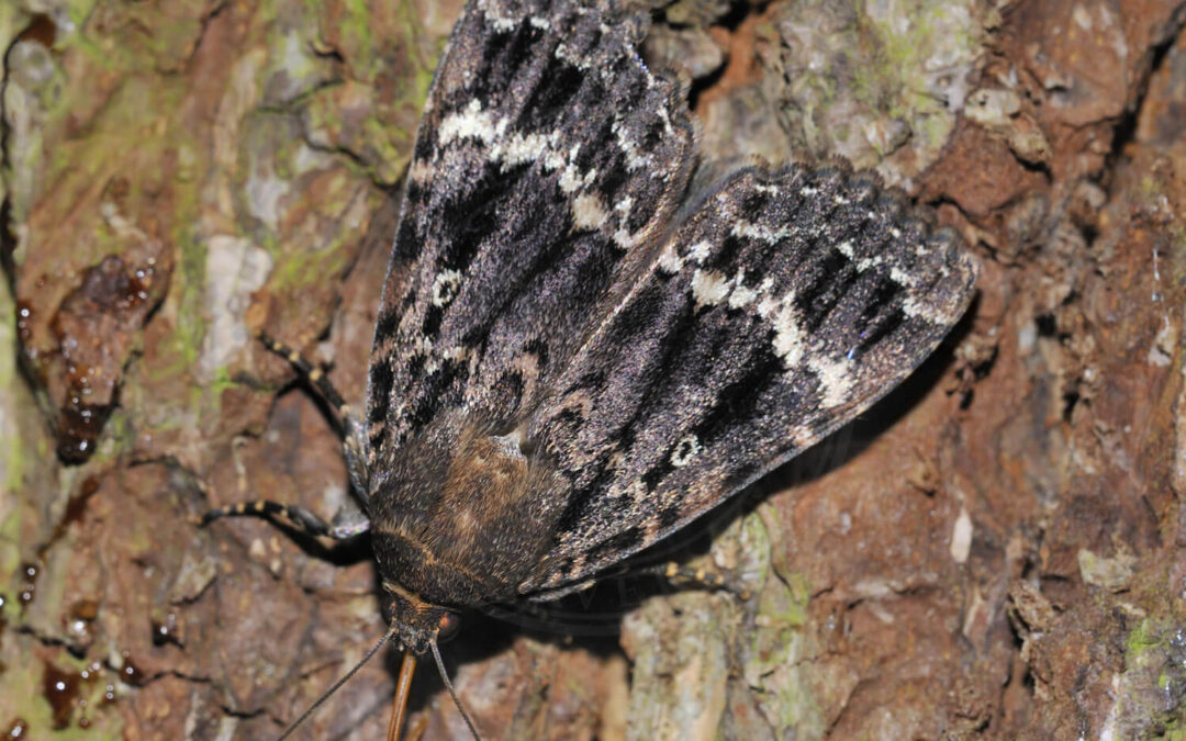 Pyramideugle Amphipyra pyramidea