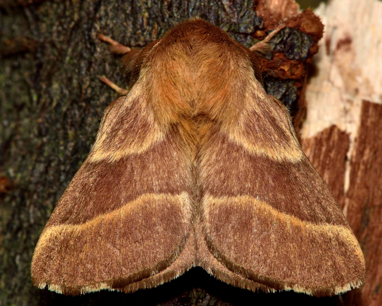 Ringspinder sidder på et stykke bark
