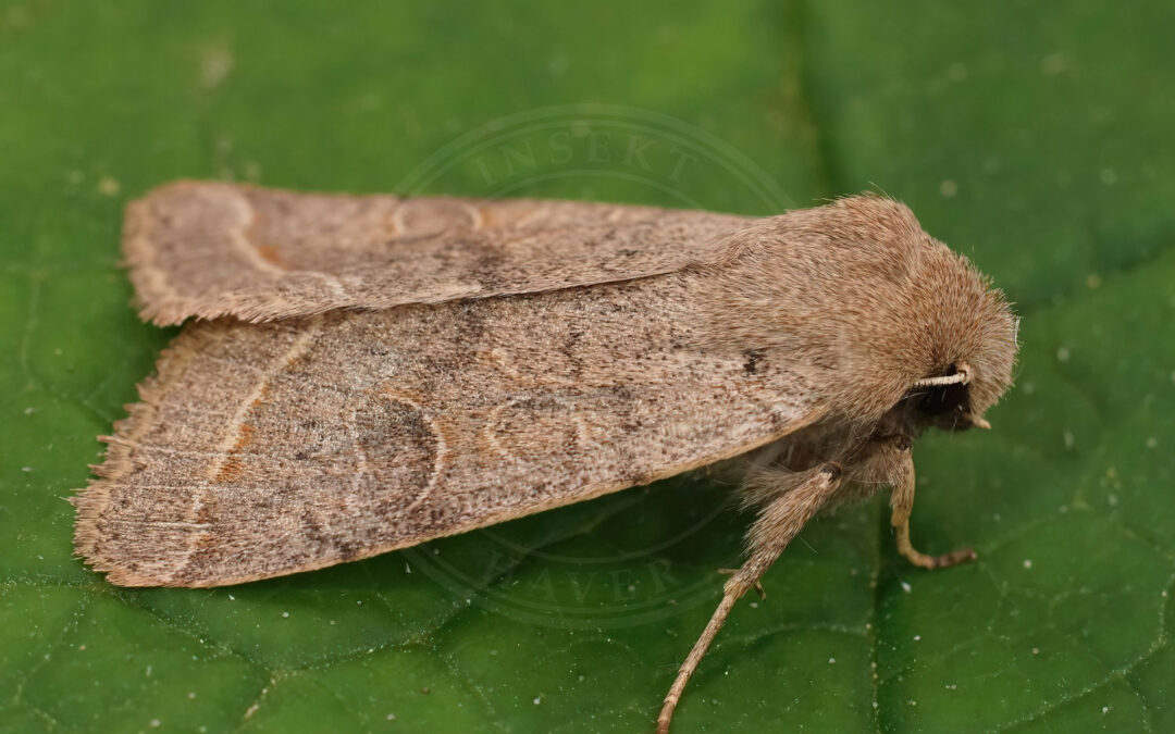 Rødgul Forårsugle – Orthosia cerasi