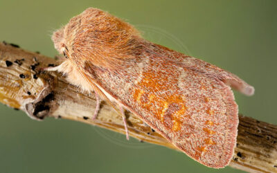 Rødlig Forårsugle Orthosia miniosa