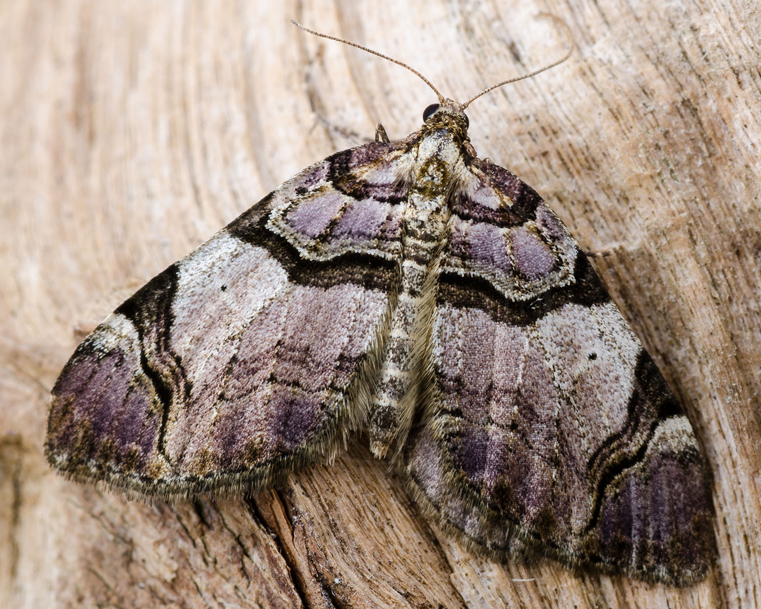 Rosen-Bladmåler sidder på træoverfalde