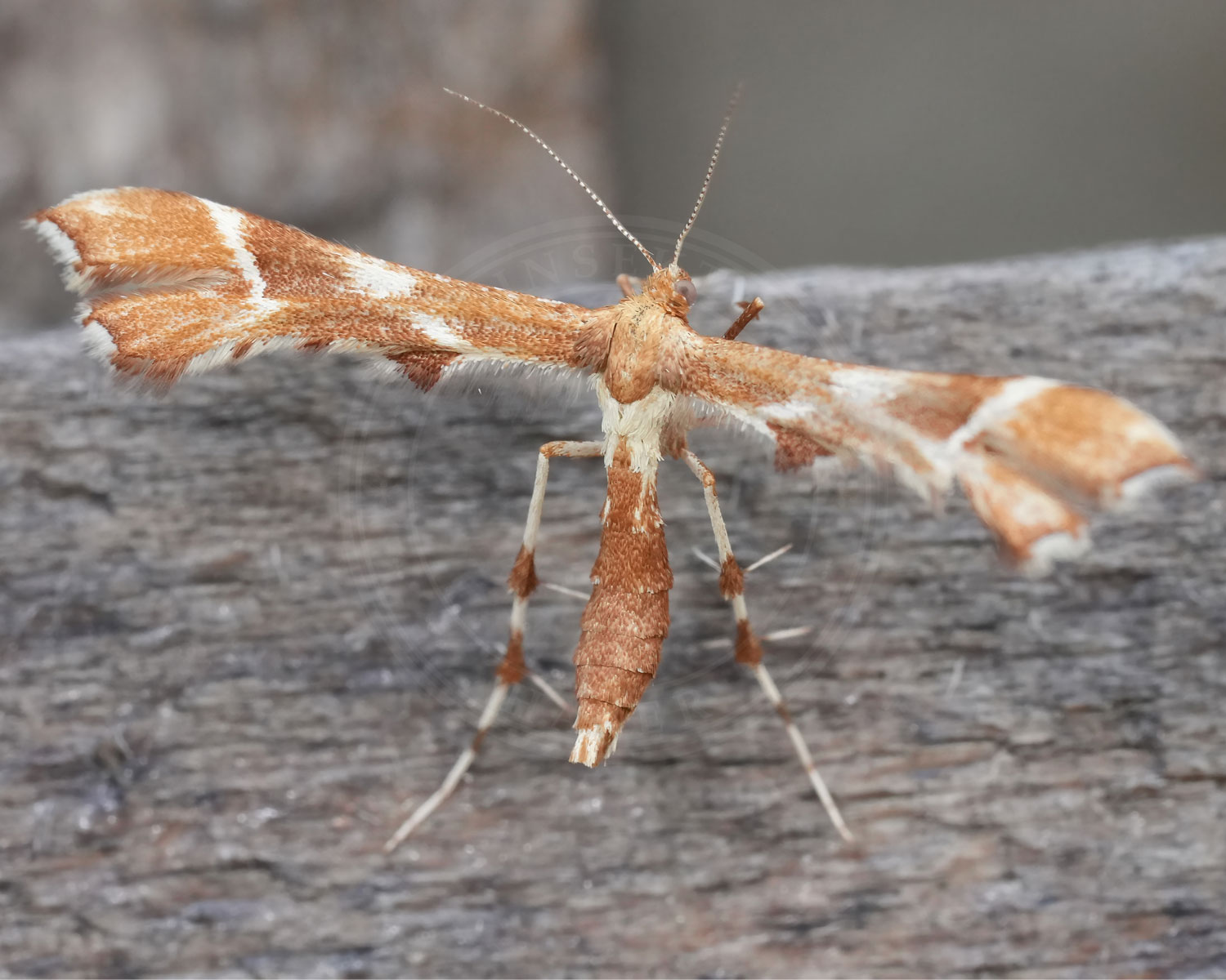 Rosenknopfjermøl sidder på dødt ved