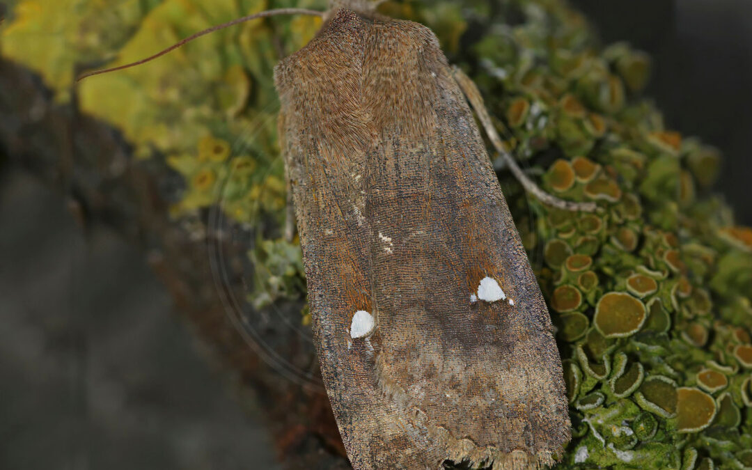 Satellitugle Eupsilia transversa