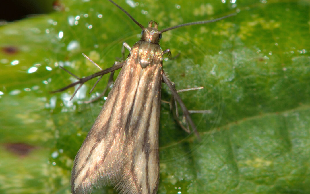 Schreckensteinia festaliella – Schreckensteinia festaliella