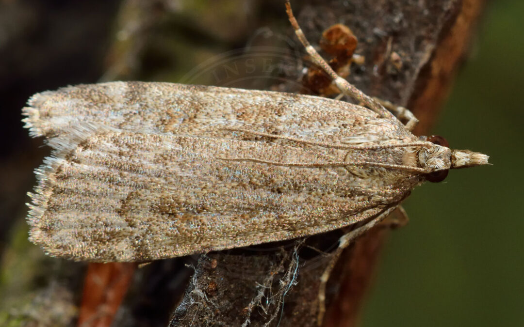 Scoparia subfusca Scoparia subfusca