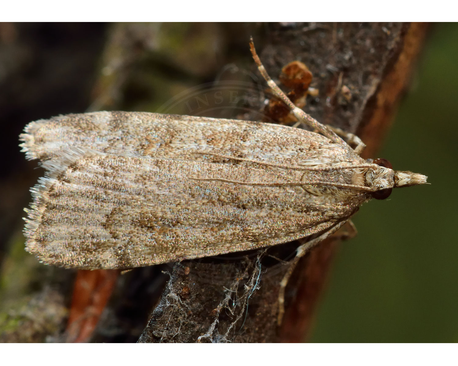 Scoparia subfusca sidder på en gren