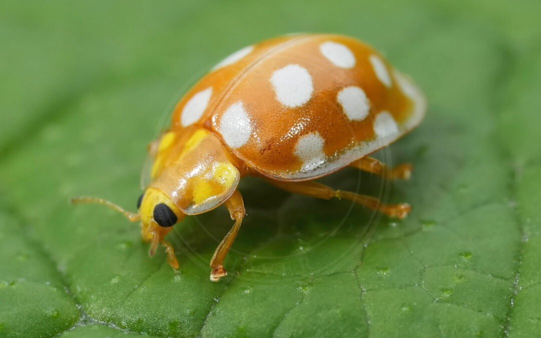 Sekstenplettet Mariehøne Halyzia sedecimguttata