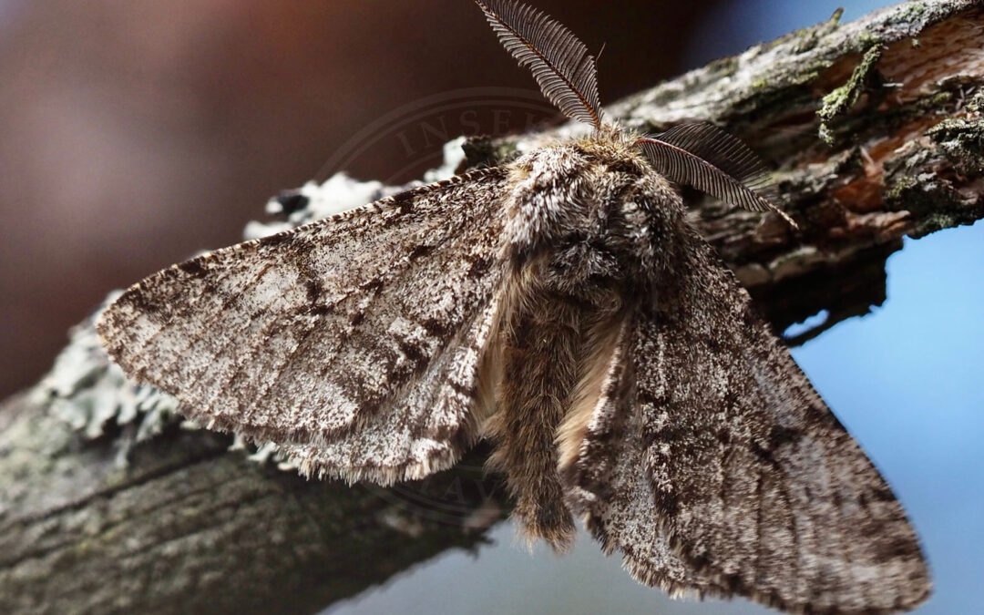 Skægmåler Lycia hirtaria