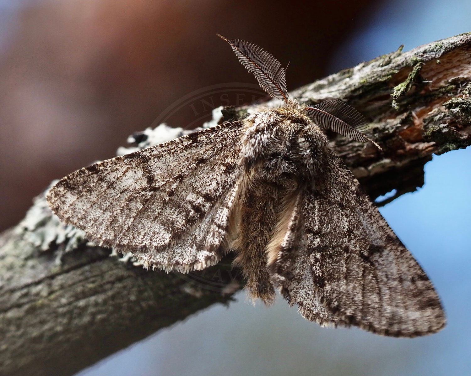 Skægmåler sidder på gren