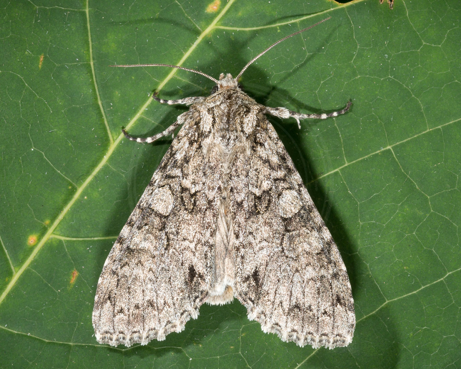 Sky-Ugle sidder på grønt blad