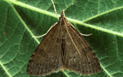 Slåenhalvmøl Udea prunalis