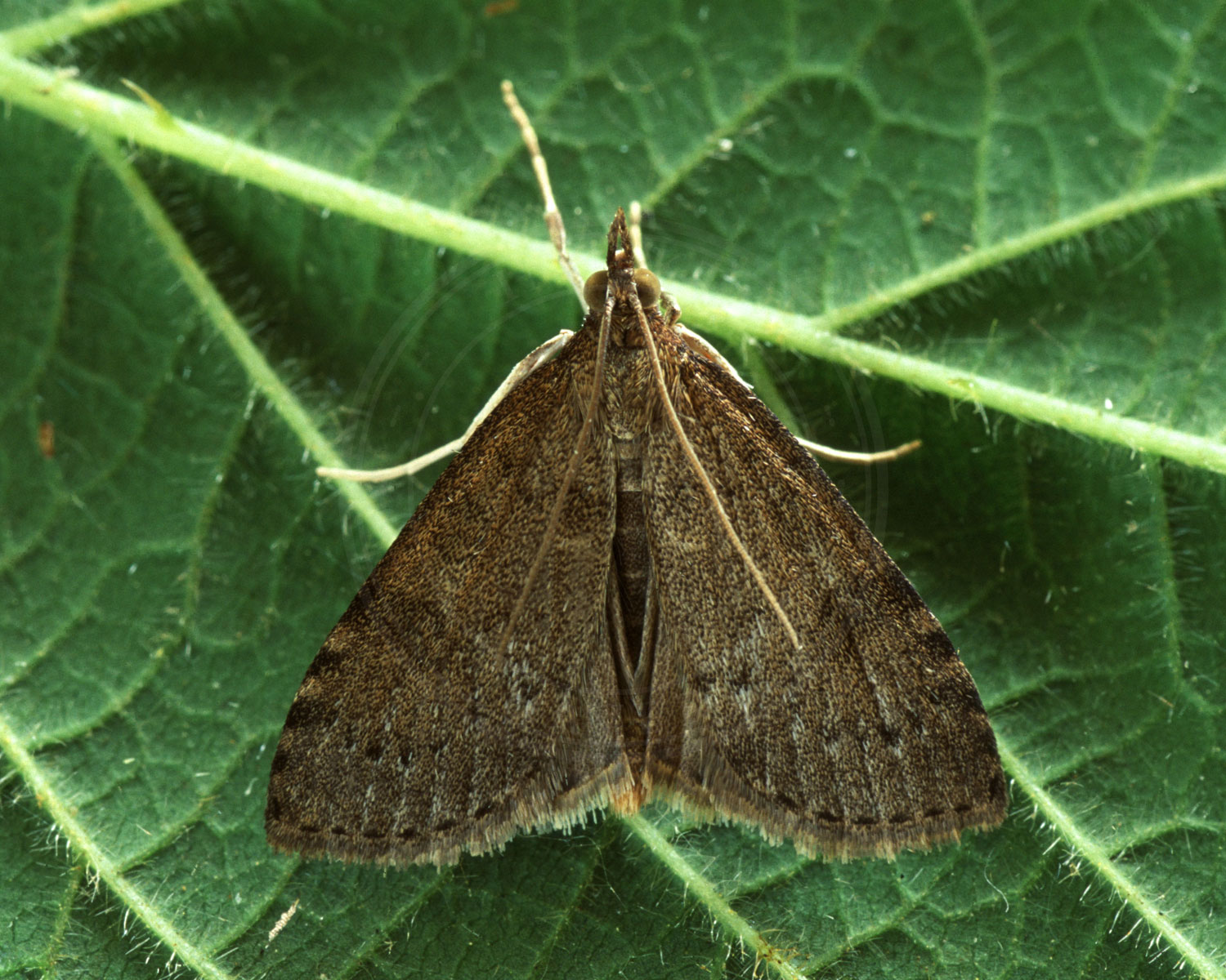 Slåenhalvmøl sidder på grønt blad