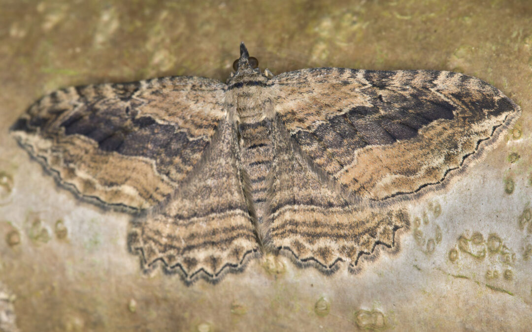 Slåenmåler Philereme transversata