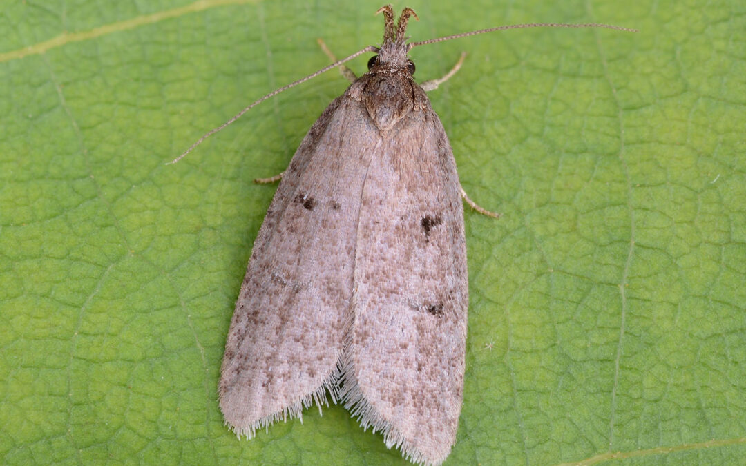 Slåenprydvinge Luquetia lobella