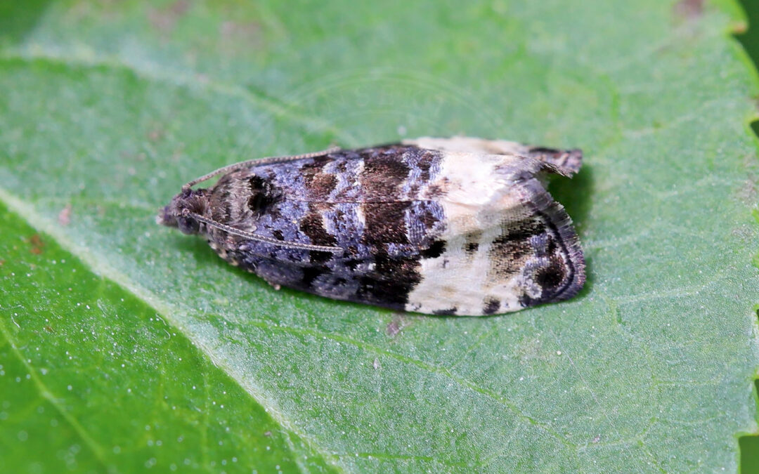 Slåenvikler Hedya pruniana