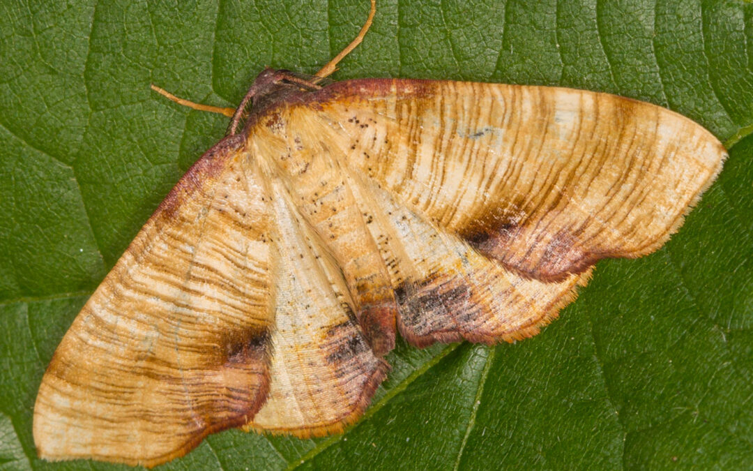 Smalvingemåler Plagodis dolabraria