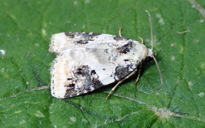 Snerle-Charmeugle Pseudeustrotia candidula