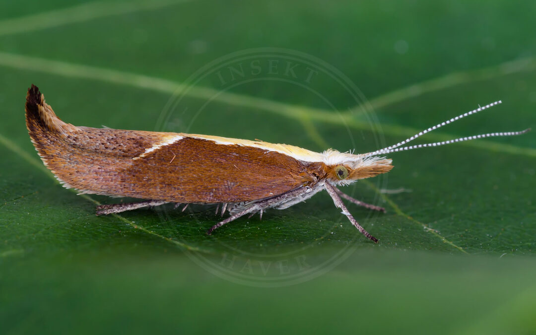 Snudegedebladmøl – Ypsolopha dentella