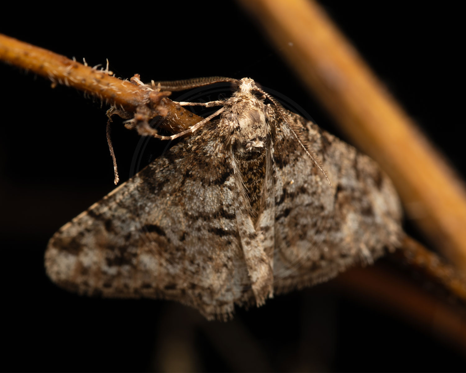 Sortbåndet Frostmåler sidder på en gren i mørket