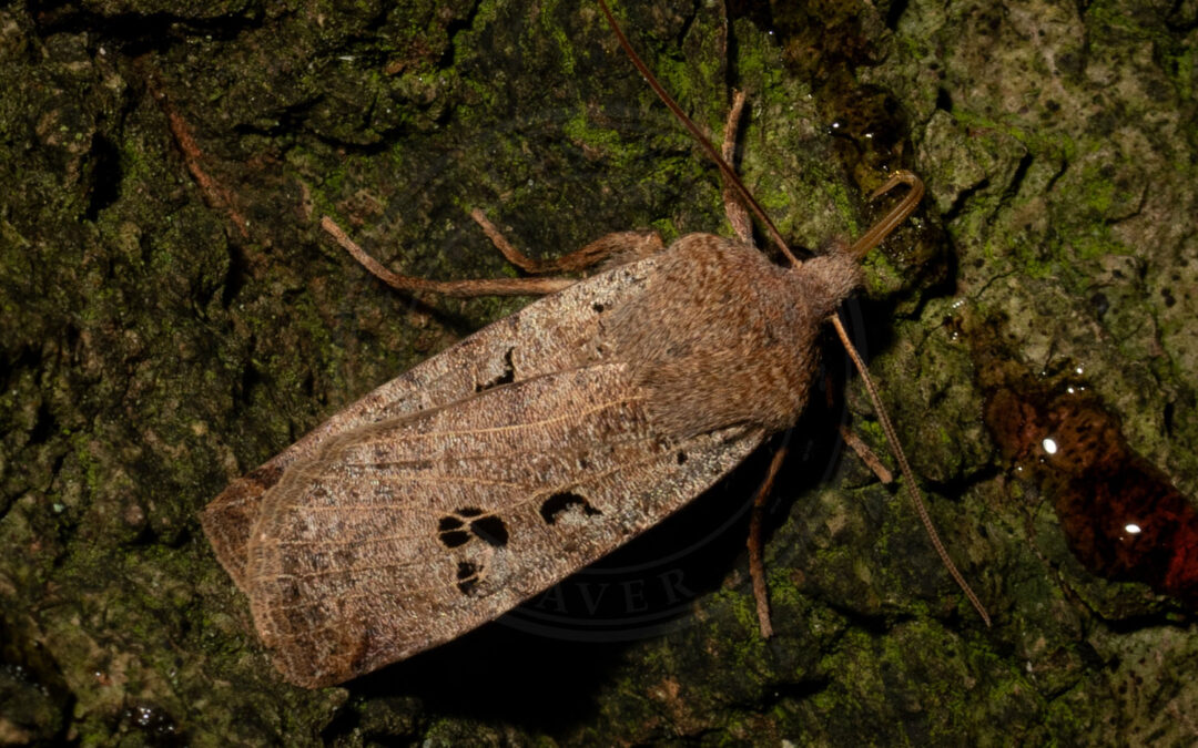 Sortmærket Overvintringsugle Conistra rubiginosa