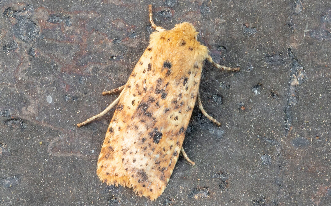 Sortplettet Overvintringsugle Conistra rubiginea