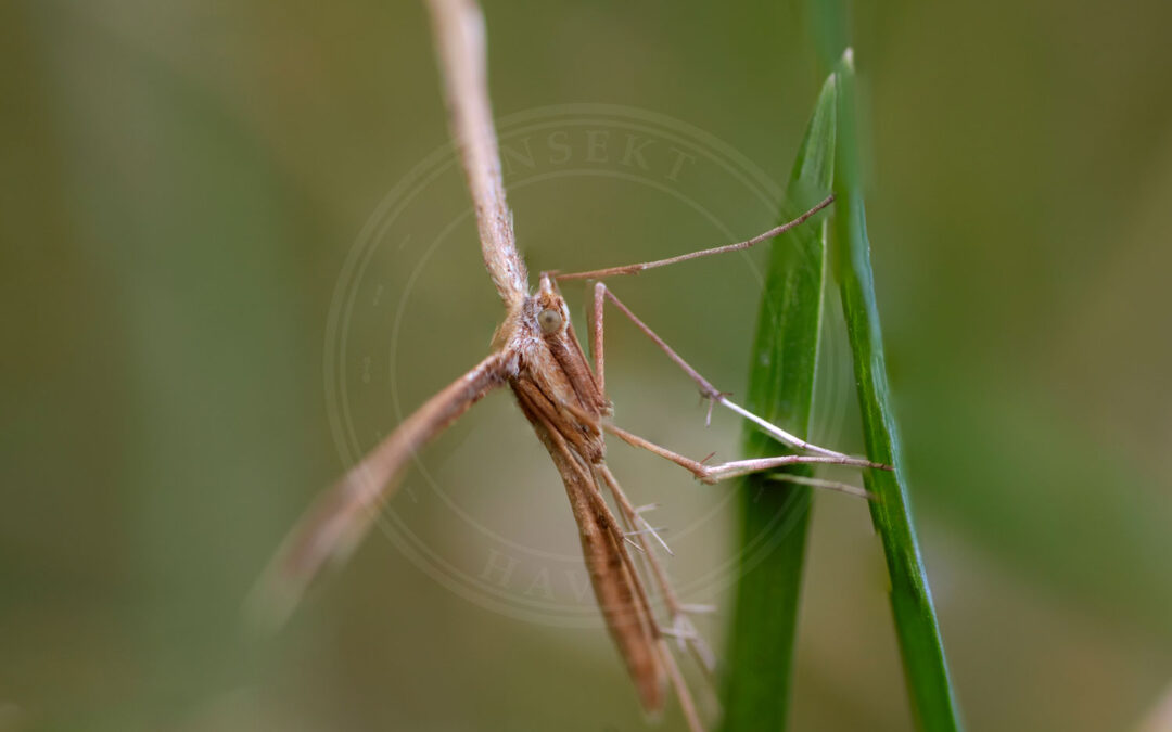 Stenoptilia pterodactyla Stenoptilia pterodactyla