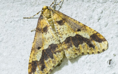 Stor Frostmåler Erannis defoliaria