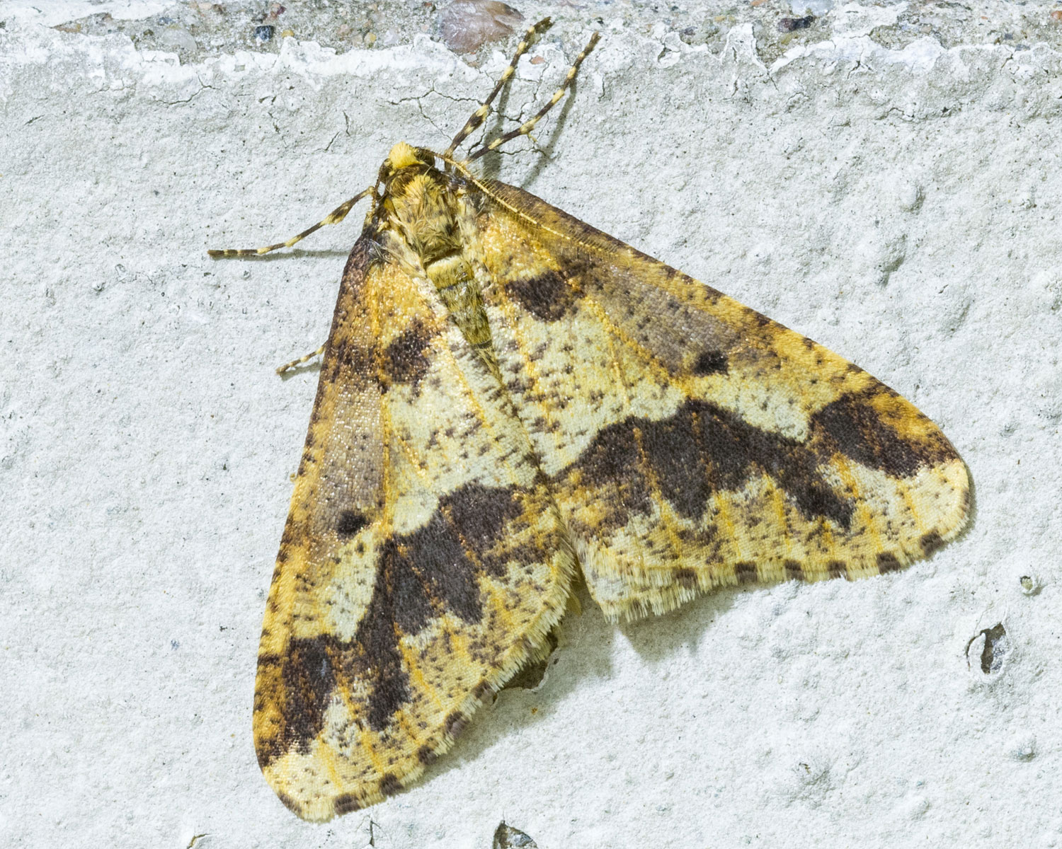 Stor Frostmåler sidder på et hvidt stykke bark