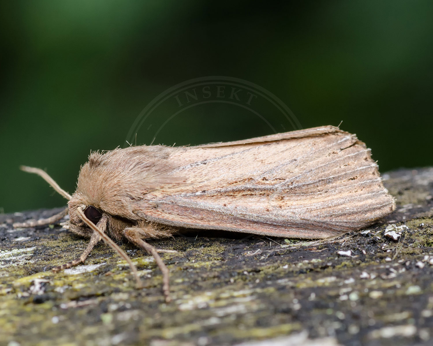 Stor Rørugle ses sidde et stykke dødt ved