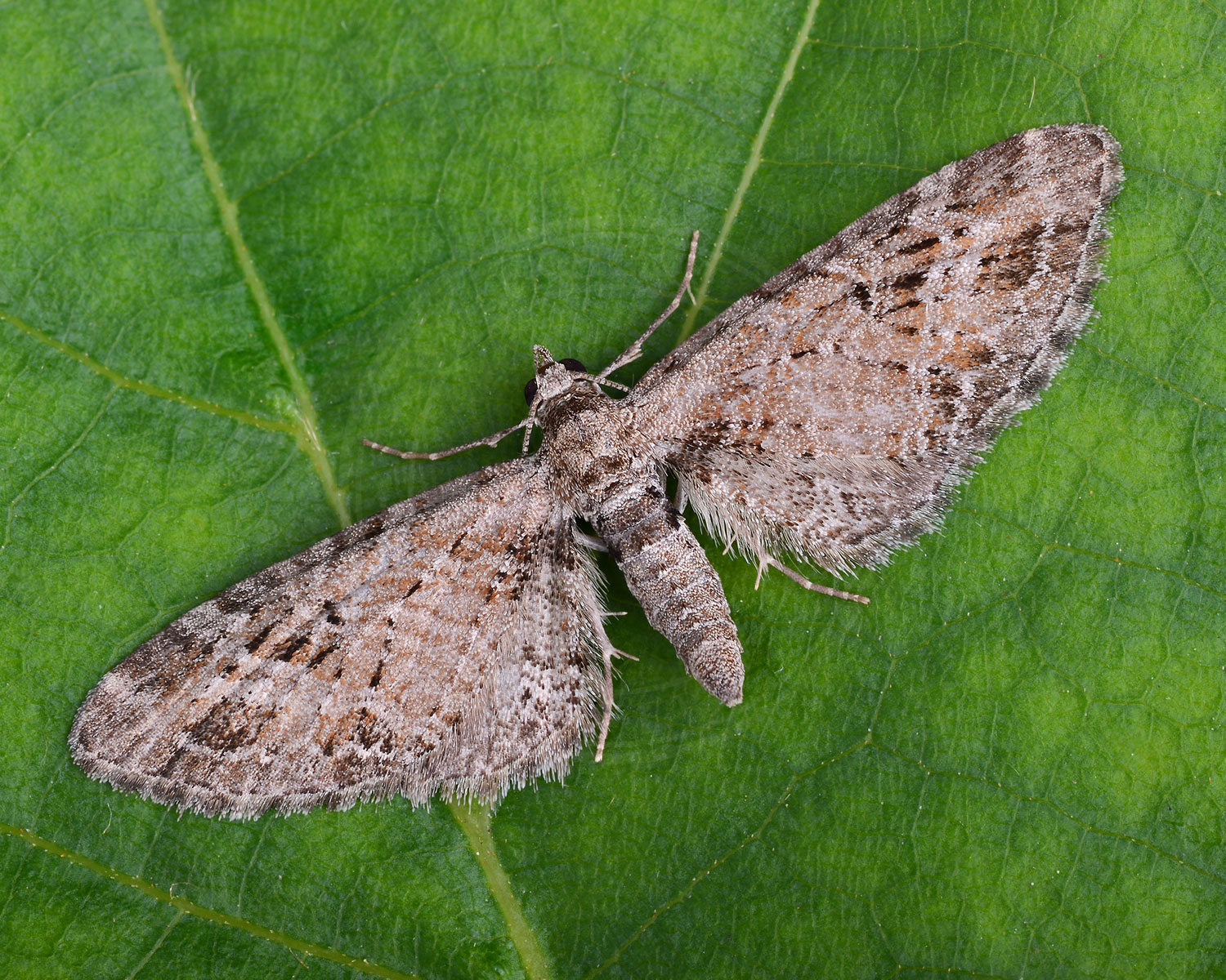 Stregdværgmåler sidder på et grønt blad