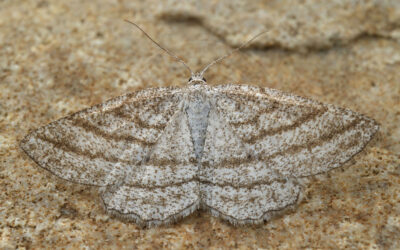 Stribet Hedemåler Perconia strigillaria