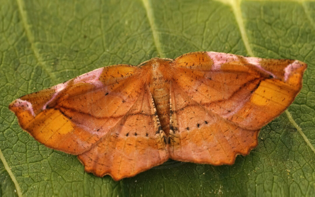 Syrenmåler – Apeira syringaria