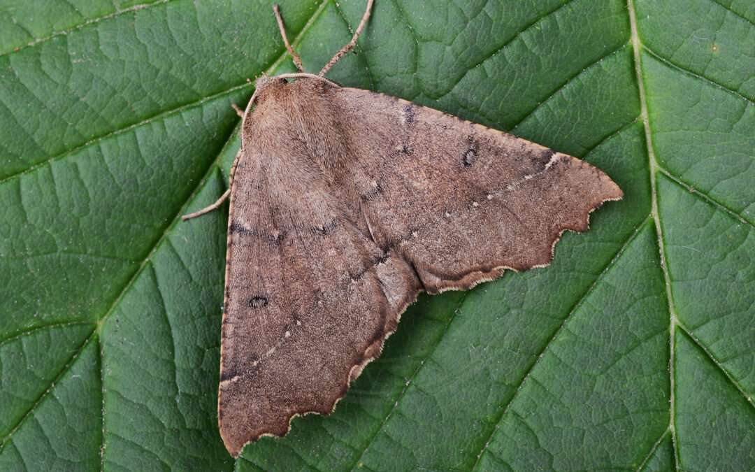 Takmåler – Odontopera bidentata