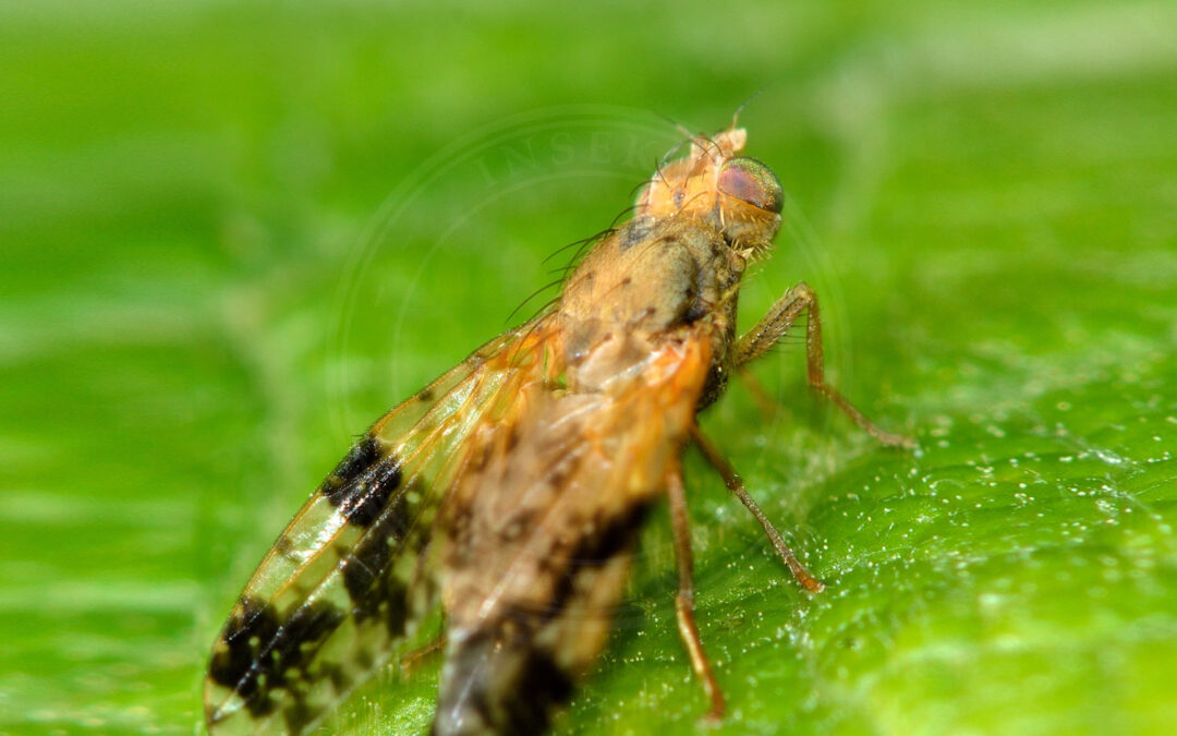 Tephritis bardanae sidder på grønt blad