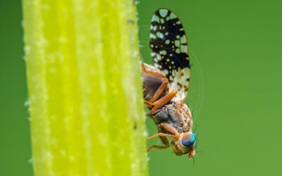 Tephritis leontodontis Tephritis leontodontis