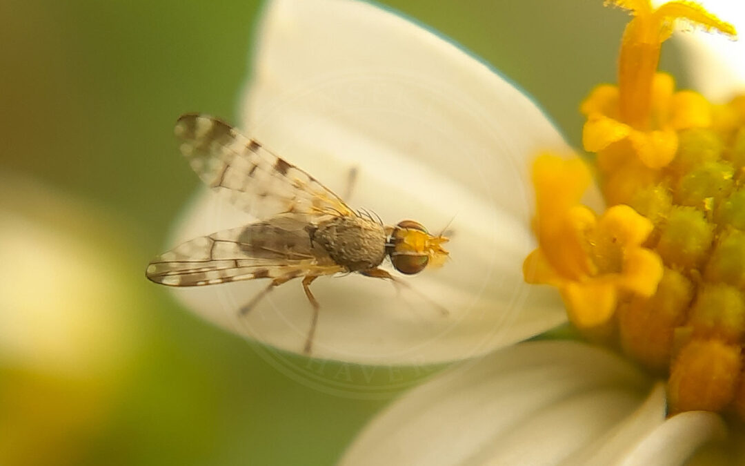 Terellia tussilaginis sidder på en hvid kurveblomst